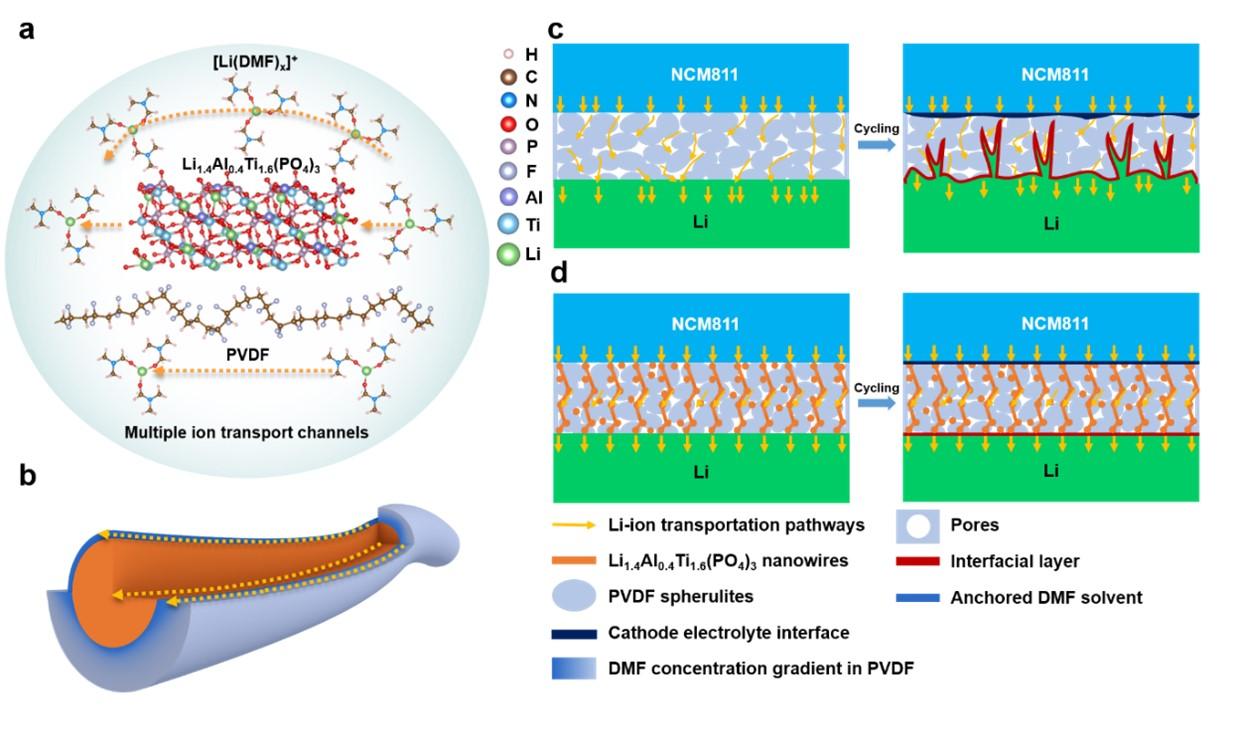 20211012-PVLN复合固态电解质离子输运机理模型及其固态电池结构循环演变示意图-杨科-深圳国际研究生院.jpg 20211012-PVLN复合固态电解质离子输运机理模型及其固态电池结构循环演变示意图-杨科-深圳国际研究生院.jpg