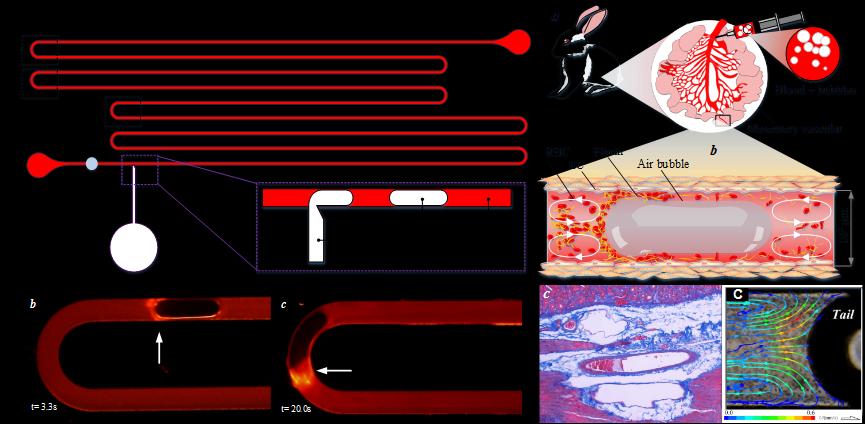 机械工程系李永健课题组揭示血管内气栓发生的关键机制-星空online(中国)网.png 机械工程系李永健课题组揭示血管内气栓发生的关键机制-星空online(中国)网.png