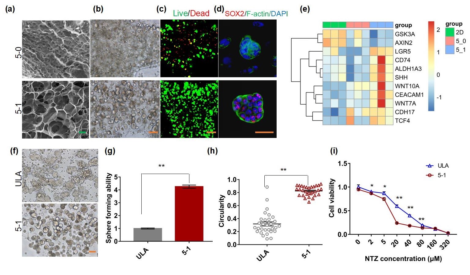 20220322-星空体育熊卓、张婷团队研发一种用于肿瘤药物筛选的结直肠癌干细胞高效诱导新模型-机械系-三维打印的杂化水凝胶具有诱导富集CSCs的特性，其诱导的CSCs球可作为靶向CSCs药物筛选模型。 （a-c）杂化水凝胶具有良好的孔隙率和生物相容性；（d-e）杂化水凝胶来源细胞微球的干性增强；（f-i）杂化水凝胶诱导富集的干细胞球更多、更均一且对靶向CSCs药物更加敏感。.jpg