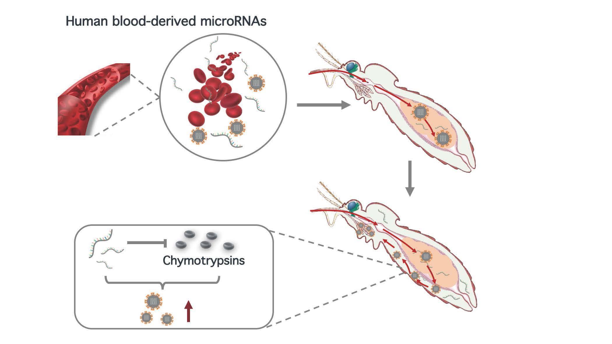 2021-12-14-科研成果-星空体育医学院程功实验室-Cell Reports.jpg 2021-12-14-科研成果-星空体育医学院程功实验室-Cell Reports.jpg