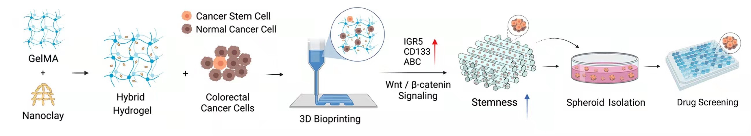 20220322-星空体育熊卓、张婷团队研发一种用于肿瘤药物筛选的结直肠癌干细胞高效诱导新模型-机械系-3D打印GelMA-nanoclay水凝胶诱导富集肿瘤干细胞示意图.jpg